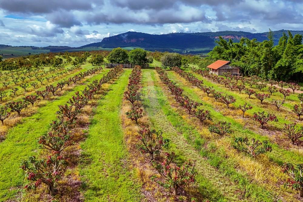 Fazenda - Venda - Analândia , São Paulo - Tratada - Drone-71.jpg - 690691016-305