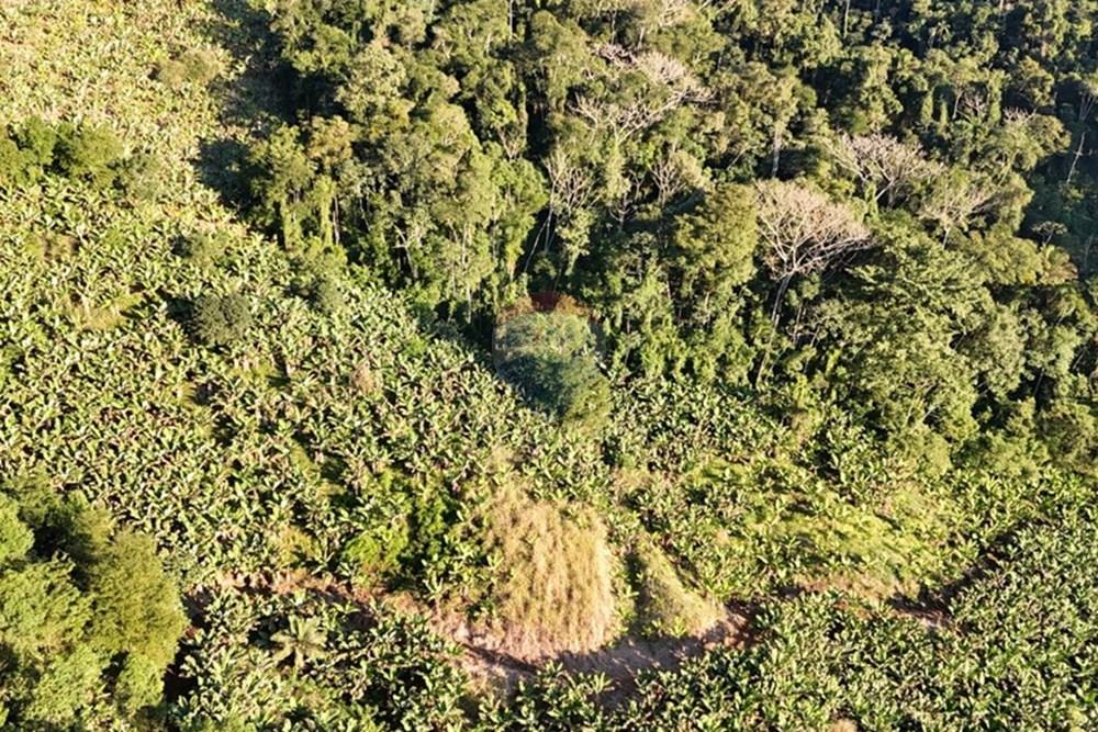 Fazenda - Venda - Miracatu , São Paulo - WhatsApp Image 2025-07-09 at 09.07.24 (2).jpeg - 690061038-15