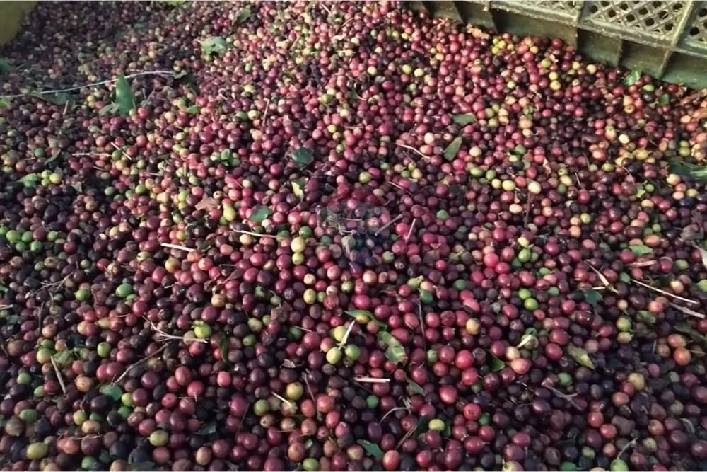 Chácara / Sítio / Fazenda - Venda - São Sebastião da Grama , São Paulo - WhatsApp Image 2026-02-28 at 11.12.09.jpeg - 690681090-50