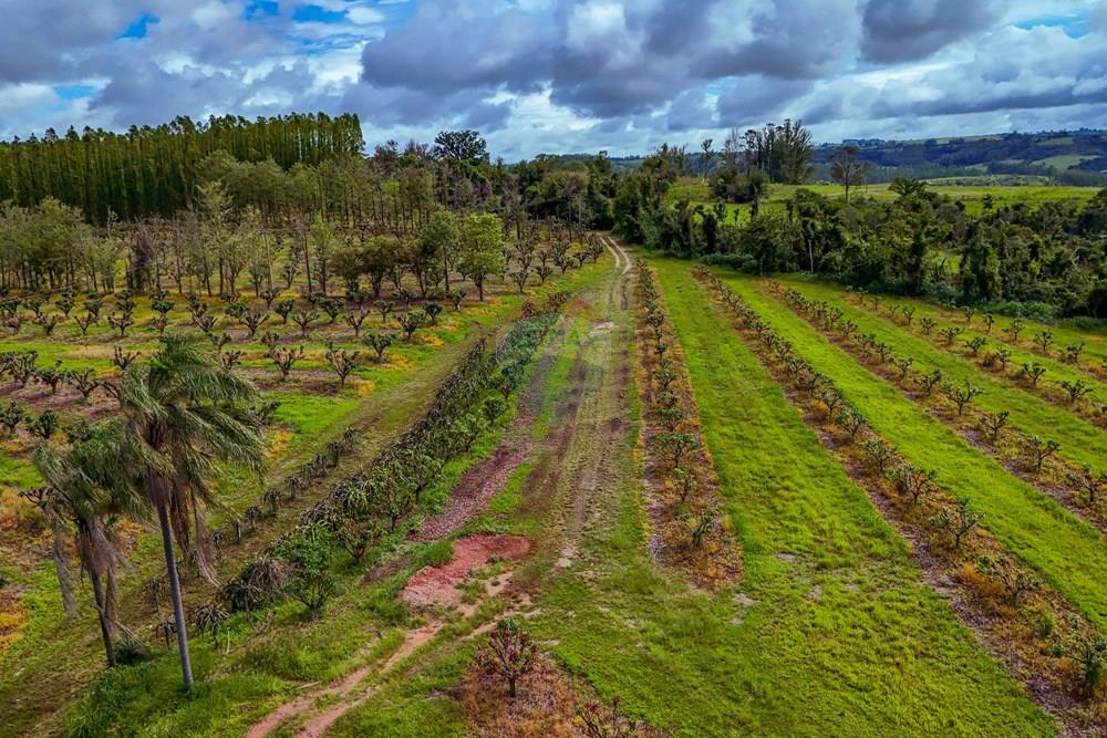 Fazenda - Venda - Analândia , São Paulo - Tratada - Drone-75.jpg - 690691016-305