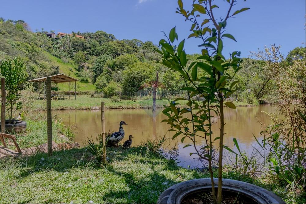 Chácara / Sítio / Fazenda - Venda - Jarinu , São Paulo - RINf-059.jpg - 690921112-9