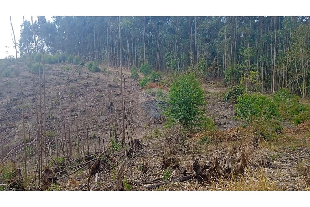 Terreno - Venda - Socorro , São Paulo - terreno lucas1.jpg - 690041008-23