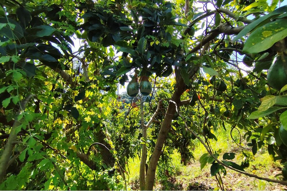 Chácara / Sítio / Fazenda - Venda - Itapira , São Paulo - 1751510168489.jpg - 690291085-364