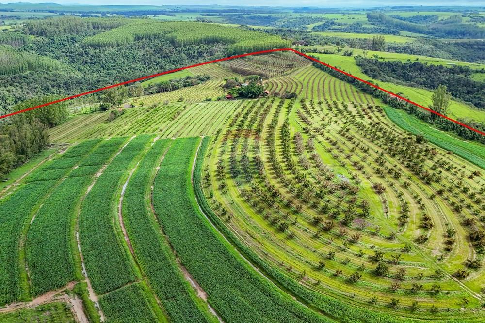 Fazenda - Venda - Analândia , São Paulo - Tratada - Drone-22.jpg - 690691016-305