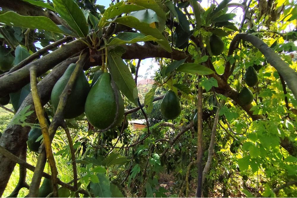 Chácara / Sítio / Fazenda - Venda - Itapira , São Paulo - 1751510168484.jpg - 690291085-364