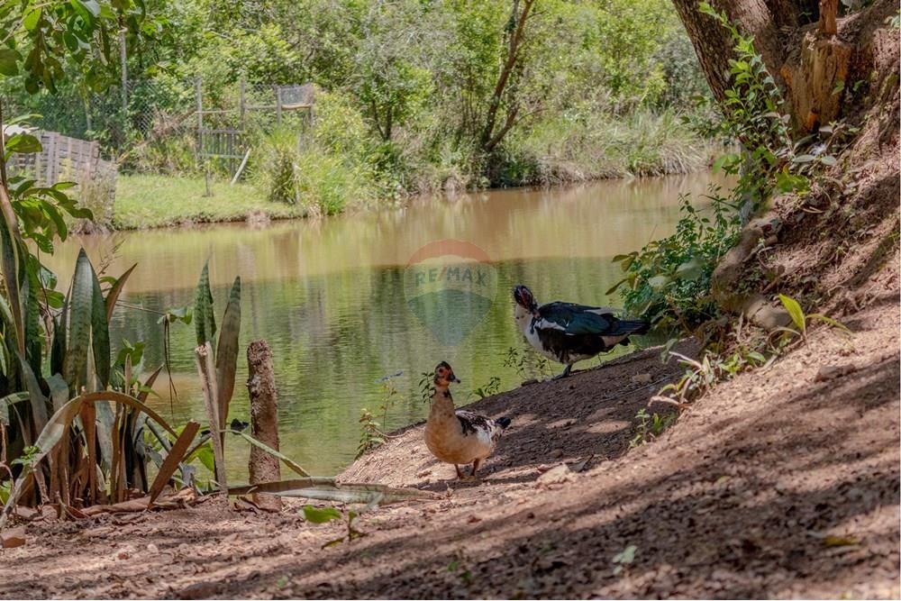 Chácara / Sítio / Fazenda - Venda - Jarinu , São Paulo - RINf-053.jpg - 690921112-9