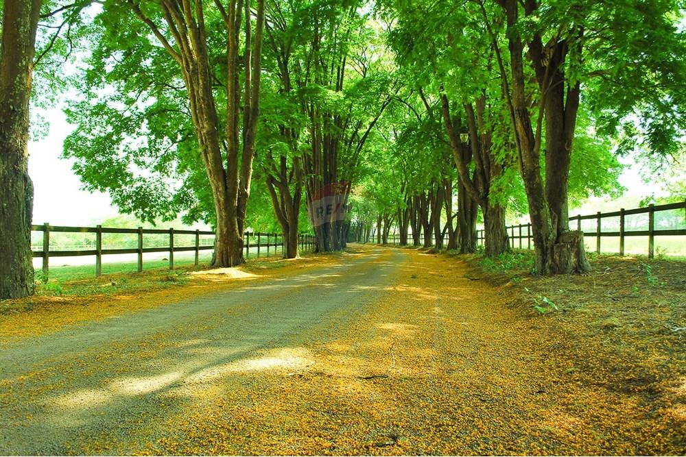 Casa de Condomínio - Alugar - Jaguariúna , São Paulo - Natureza1.jpg - 690671066-36