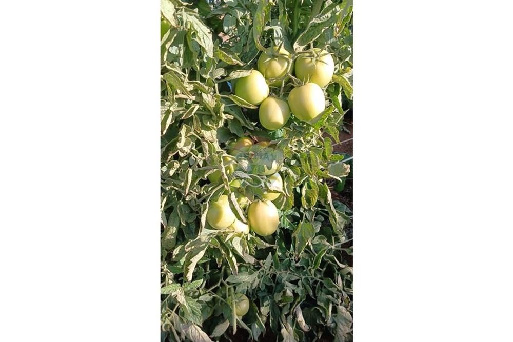 Fazenda - Venda - Campestre , Minas Gerais - 70e1d739-8d7f-4eda-8c74-70b00d895ba8.jpg - 690291077-293