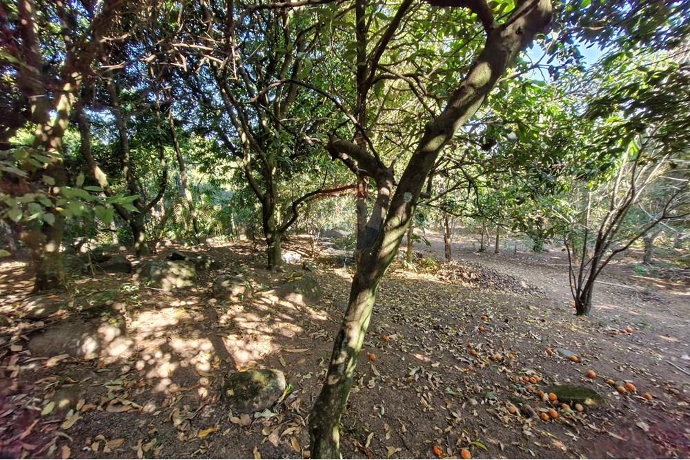 Terreno - Venda - Jaguariúna , São Paulo - 20250814_151849.jpg - 690671008-327