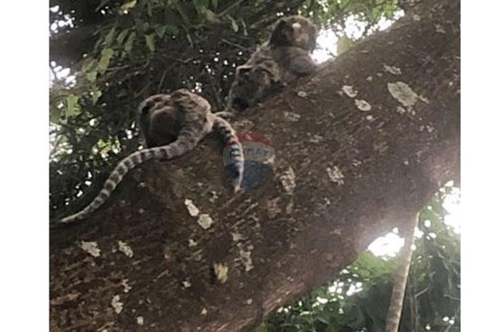 Terreno - Venda - Campinas , São Paulo - Bosque 11.JPG - 690541103-274