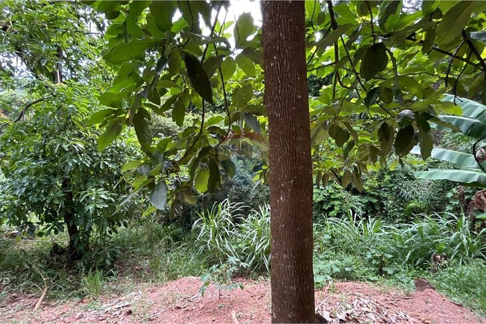 Chácara / Sítio / Fazenda - Venda - Jarinu , São Paulo - WhatsApp Image 2026-01-29 at 17.29.33 (28).jpeg - 690661027-150