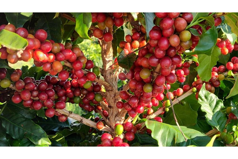 Chácara / Sítio / Fazenda - Venda - São Sebastião da Grama , São Paulo - WhatsApp Image 2026-02-28 at 11.12.07 (3).jpeg - 690681090-50