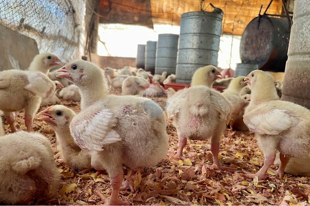 Fazenda - Venda - Campestre , Minas Gerais - IMG_6228.JPG - 690291077-293