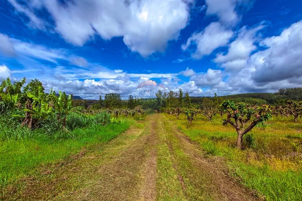 Fazenda - Venda - Analândia , São Paulo - Tratada-13.jpg - 690691016-305