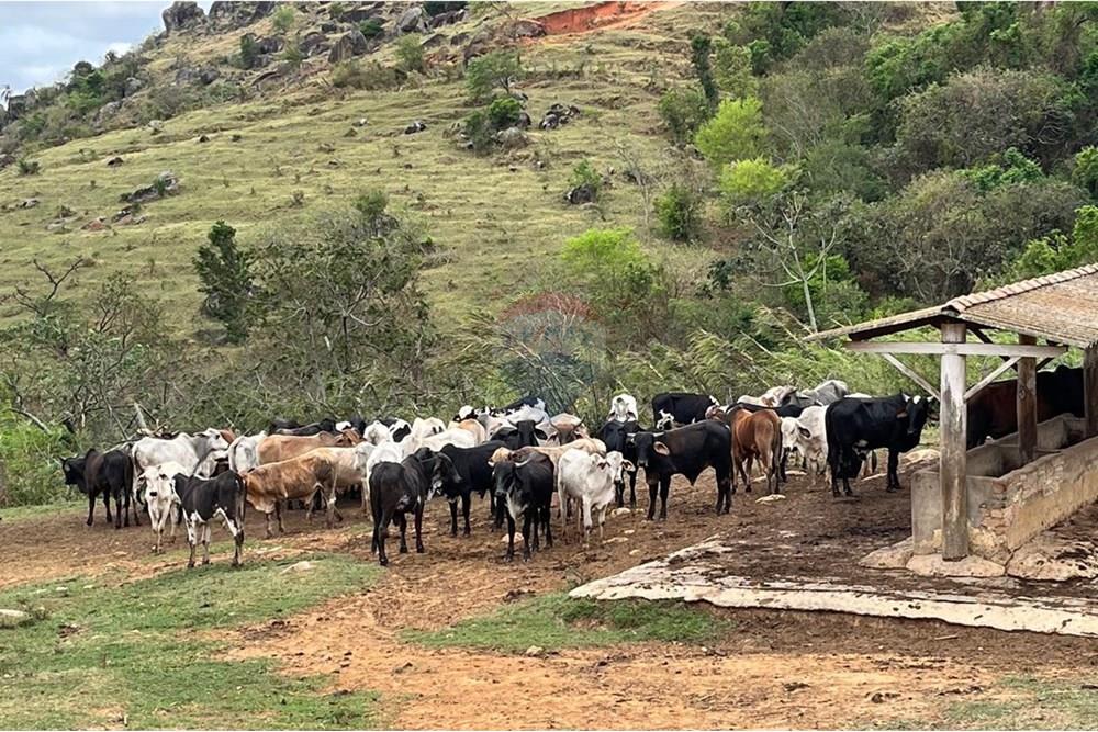 Chácara / Sítio / Fazenda - Venda - Bragança Paulista , São Paulo - GADO  (3).jpg - 690141085-32
