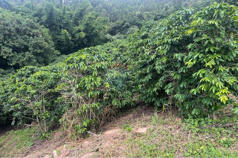 Chácara / Sítio / Fazenda - Venda - Serra Negra , São Paulo - IMG_8901.jpg - 690291056-34