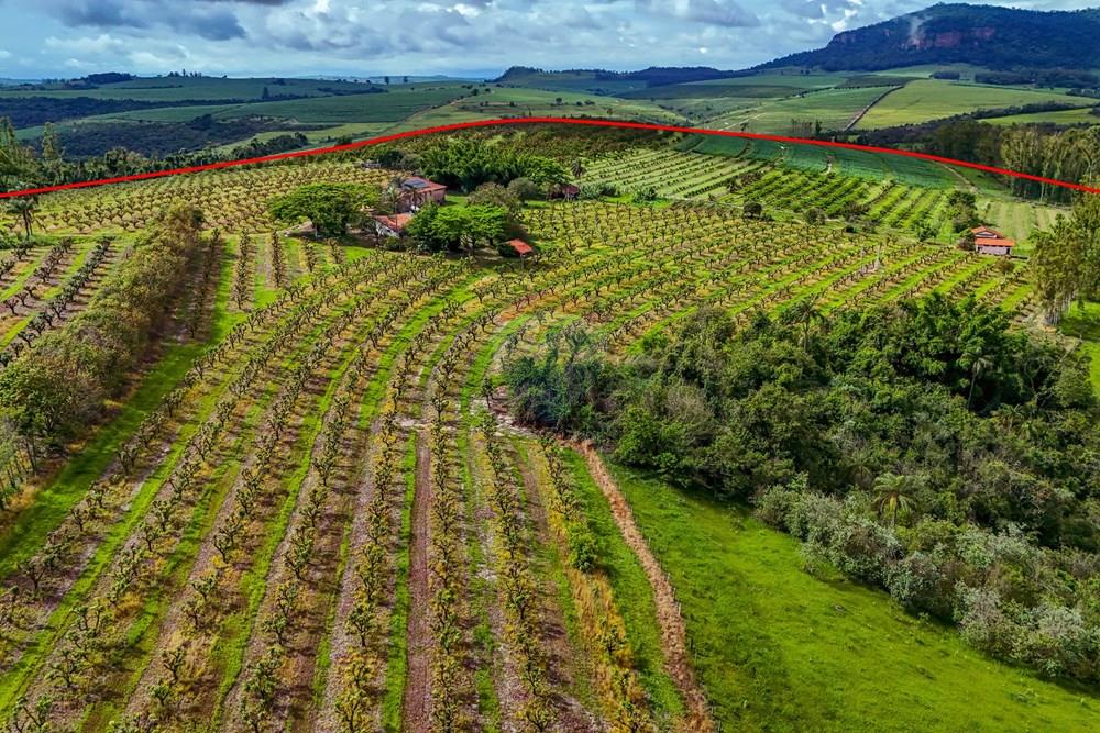 Fazenda - Venda - Analândia , São Paulo - Tratada - Drone-46.jpg - 690691016-305
