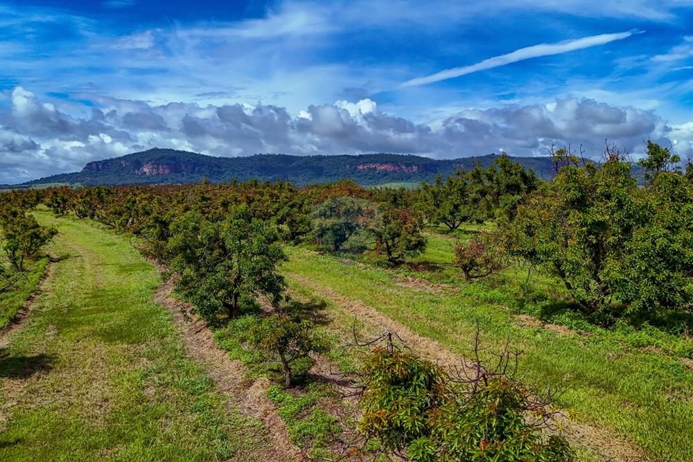 Fazenda - Venda - Analândia , São Paulo - Tratada - Drone-94.jpg - 690691016-305