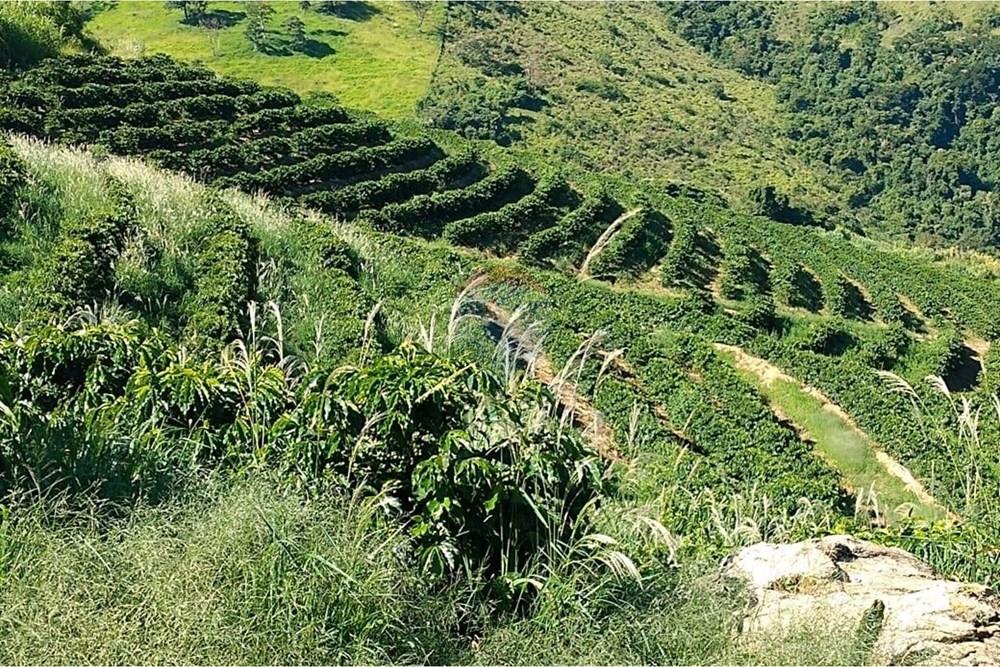 Chácara / Sítio / Fazenda - Venda - São Sebastião da Grama , São Paulo - WhatsApp Image 2026-02-05 at 14.42.43 (3).jpeg - 690681090-50