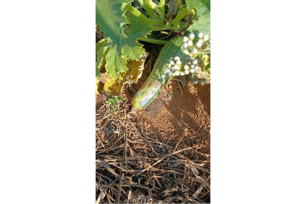 Fazenda - Venda - Campestre , Minas Gerais - ab3bb845-1ed2-4d2e-a20c-85d42cc72026.jpg - 690291077-293