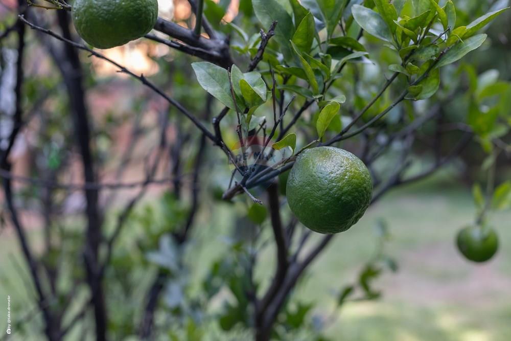 Chácara / Sítio / Fazenda - Venda - Valinhos , São Paulo - TKD-17937.jpg - 690941036-31
