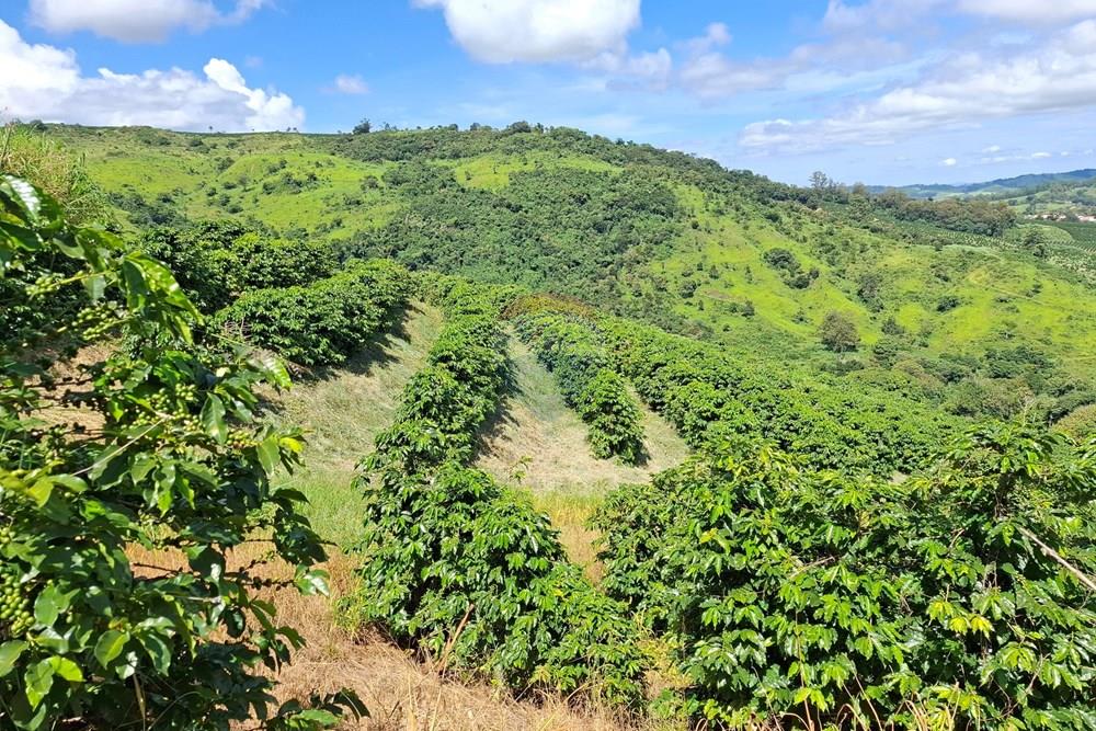Chácara / Sítio / Fazenda - Venda - São Sebastião da Grama , São Paulo - 20260221_102218.jpg - 690681090-50