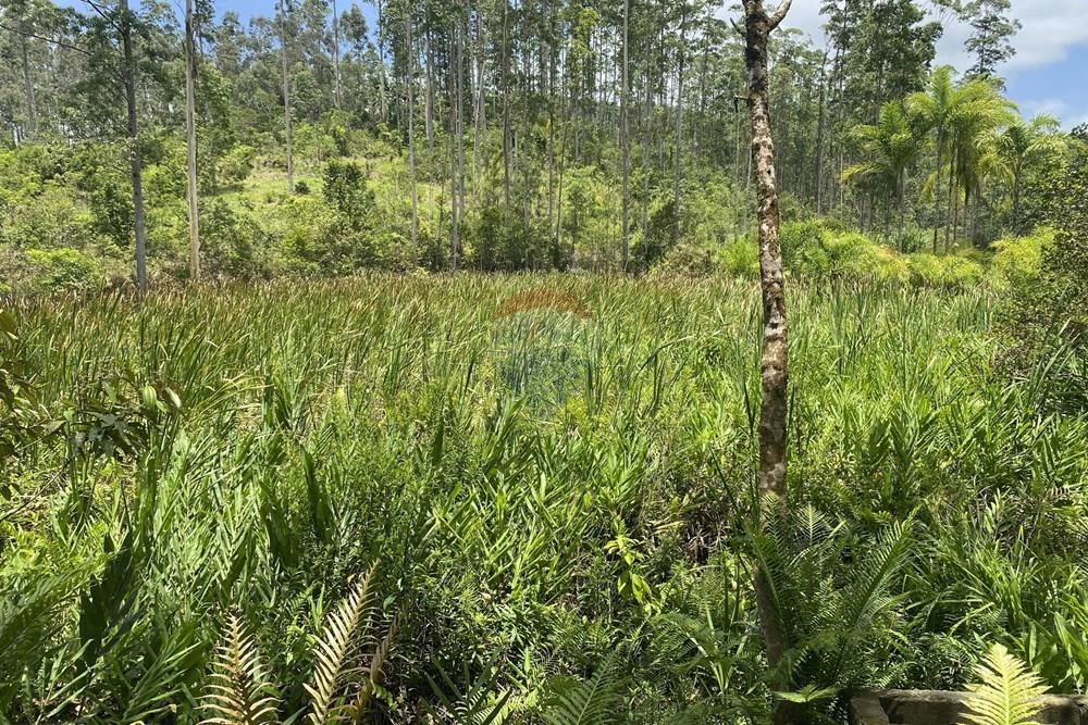 Fazenda - Venda - Pariquera-Açu , São Paulo - IMG_6138.jpg - 690061038-24