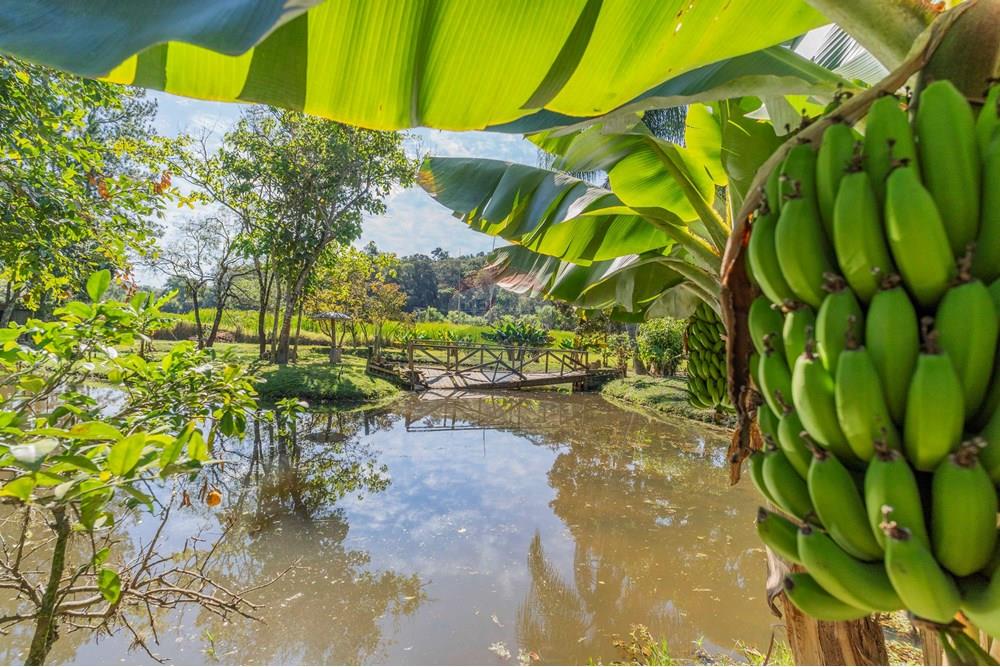 Chácara / Sítio / Fazenda - Venda - Itatiba , São Paulo - foto imobiliarias- brmaker00-349.jpg - 690661026-143
