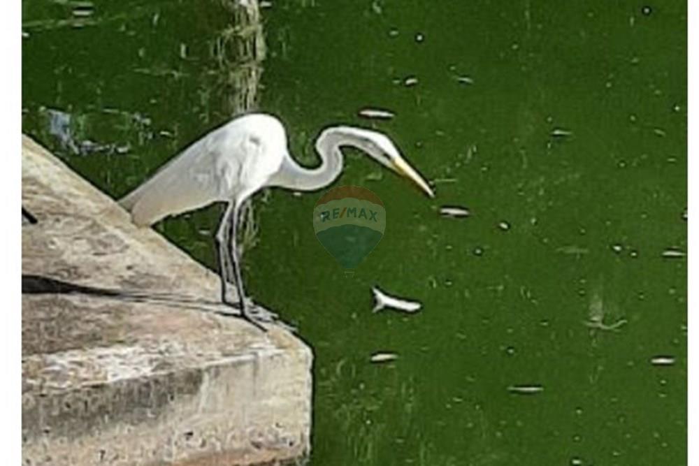 Terreno - Venda - Campinas , São Paulo - Bosque 5.JPG - 690541103-274