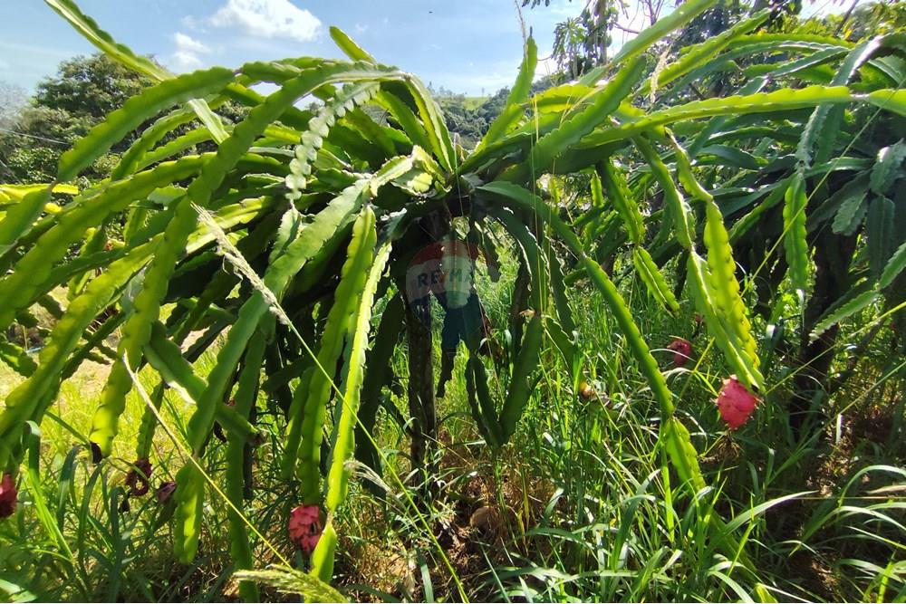 Chácara / Sítio / Fazenda - Venda - Itapira , São Paulo - 1751510168514.jpg - 690291085-364