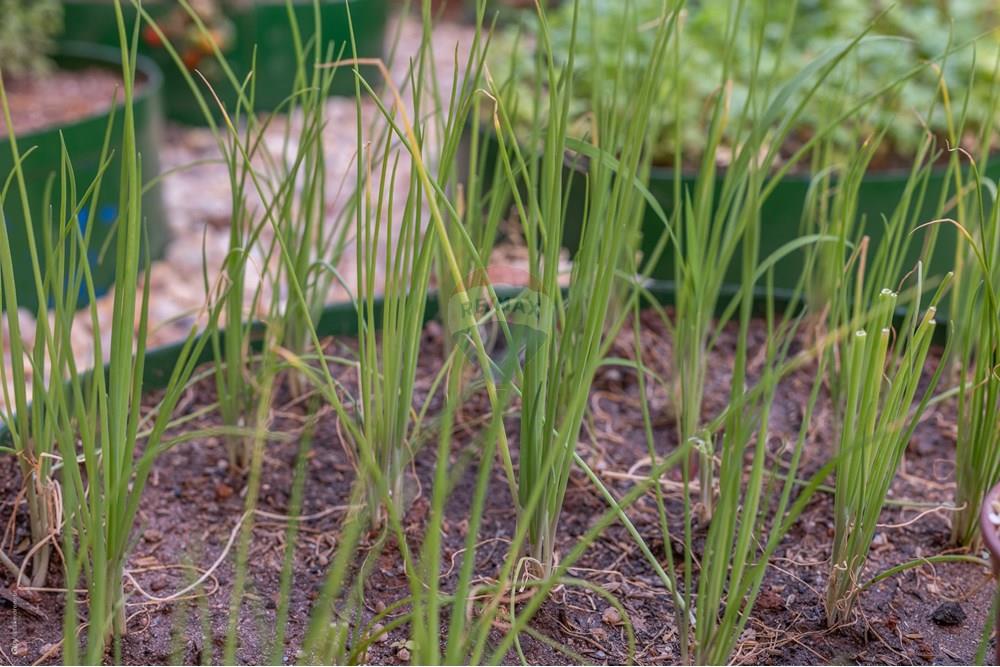 Casa de Condomínio - Venda - Louveira , São Paulo - TKD-14775.jpg - 690941025-177