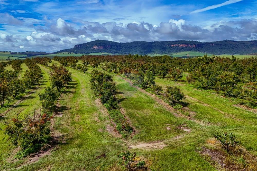 Fazenda - Venda - Analândia , São Paulo - Tratada - Drone-92.jpg - 690691016-305