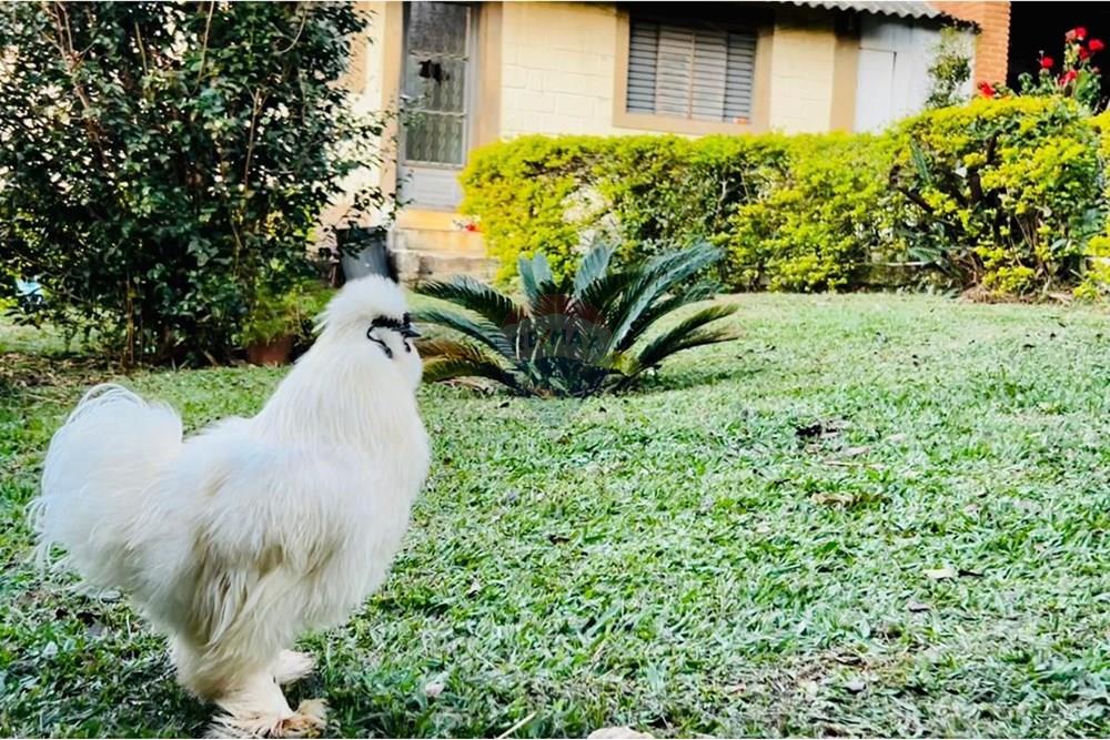 Chácara / Sítio / Fazenda - Venda - Itatiba , São Paulo - WhatsApp Image 2025-05-16 at 17.35.48 (3).jpeg - 690661086-9