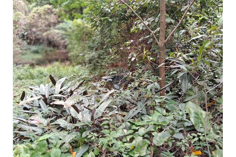 Chácara / Sítio / Fazenda - Venda - Valinhos , São Paulo - foto 16.jpg - 690851076-164