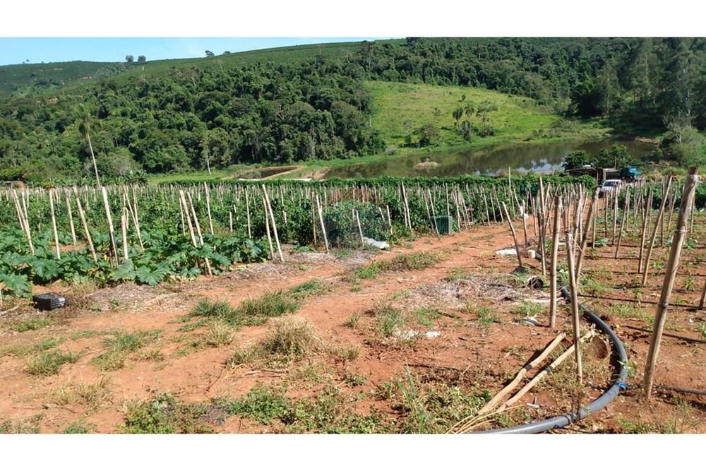 Fazenda - Venda - Campestre , Minas Gerais - c7ec078e-c32d-4290-b27b-b70ff99bdc1e.jpg - 690291077-293
