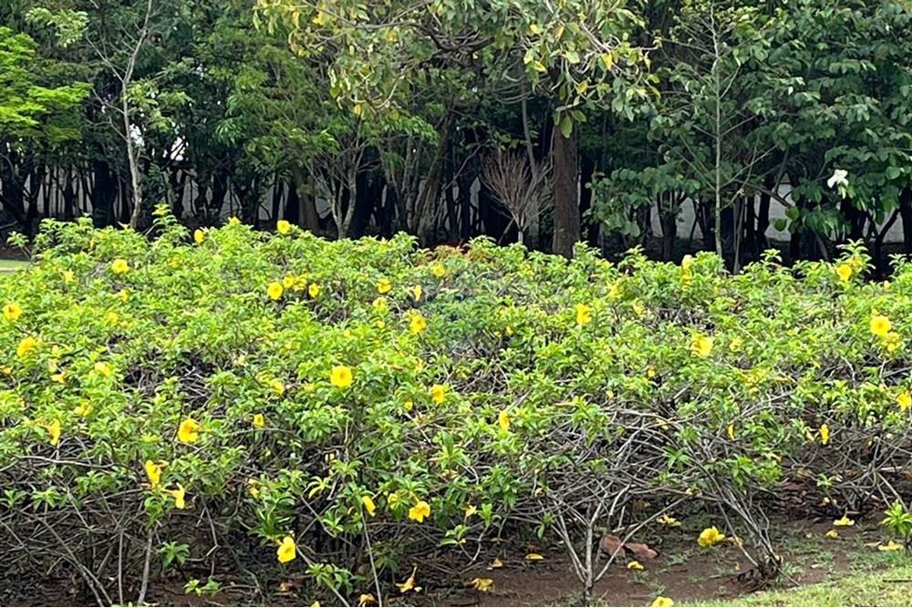 Casa de Condomínio - Venda - Paulínia , São Paulo - WhatsApp Image 2025-01-24 at 16.18.43.jpeg - 690511143-65