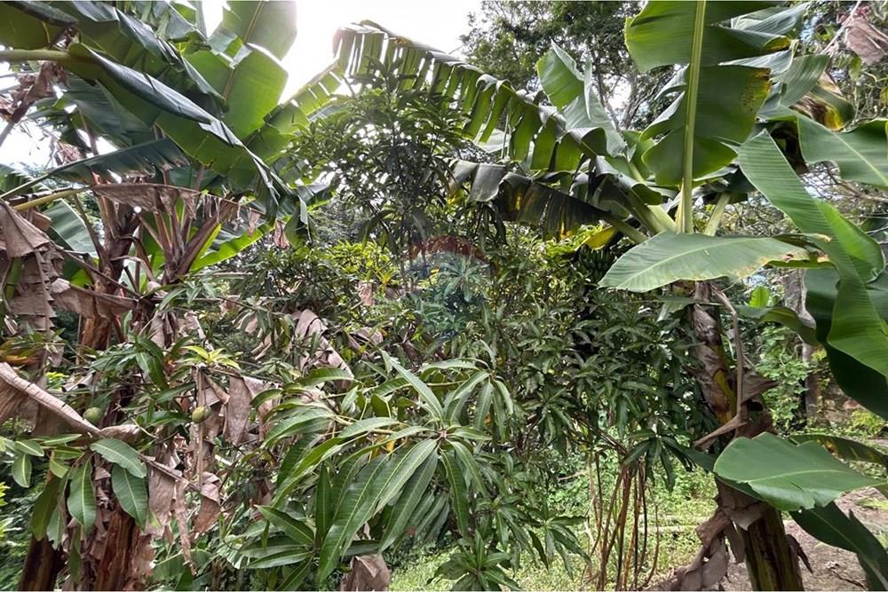 Chácara / Sítio / Fazenda - Venda - Jarinu , São Paulo - WhatsApp Image 2026-01-29 at 17.29.33 (30).jpeg - 690661027-150