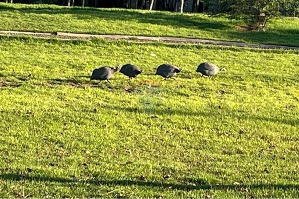 Casa de Condomínio - Venda - Paulínia , São Paulo - WhatsApp Image 2026-03-03 at 16.49.092.jpeg - 690511143-131