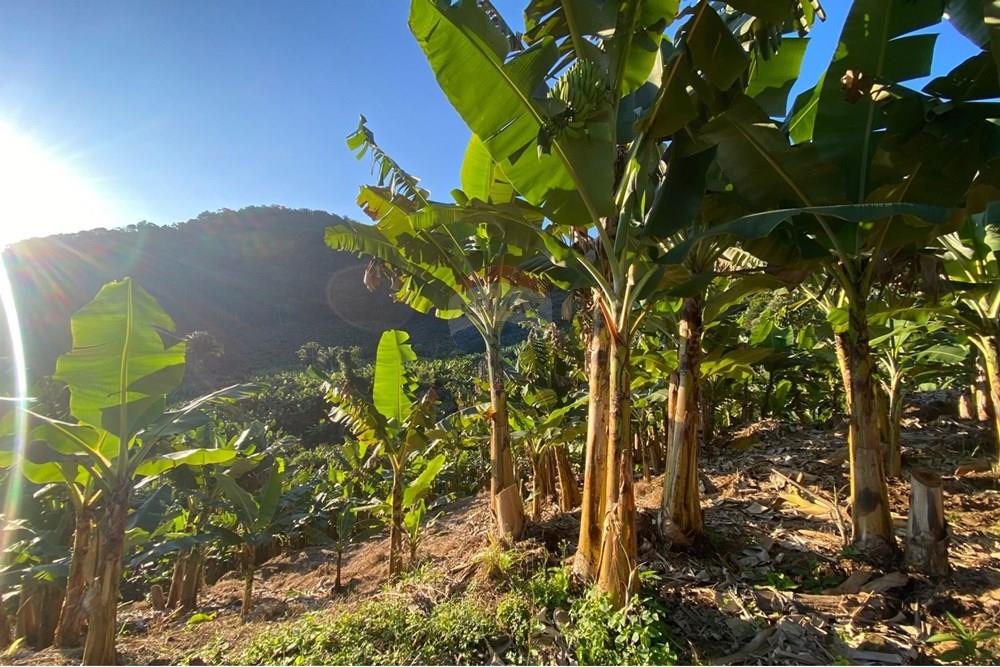 Fazenda - Venda - Miracatu , São Paulo - WhatsApp Image 2025-07-08 at 17.02.03 (1).jpeg - 690061038-15