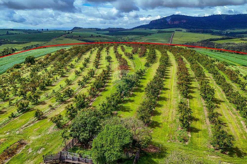 Fazenda - Venda - Analândia , São Paulo - Tratada - Drone-68.jpg - 690691016-305