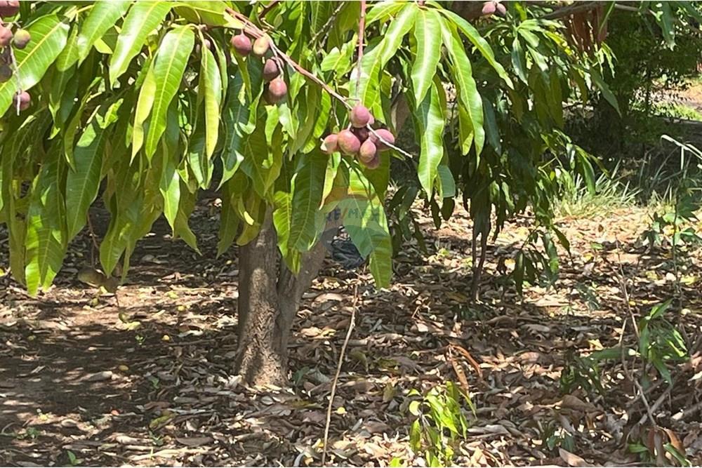 Chácara / Sítio / Fazenda - Venda - Valinhos , São Paulo - WhatsApp Image 2025-10-27 at 09.33.48 (12).jpeg - 691181010-8