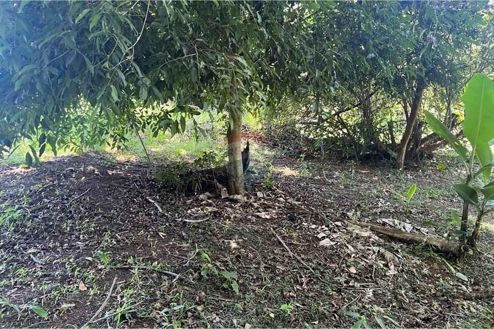 Chácara / Sítio / Fazenda - Venda - Paulínia , São Paulo - WhatsApp Image 2026-01-11 at 18.27.01.jpeg - 691181023-9