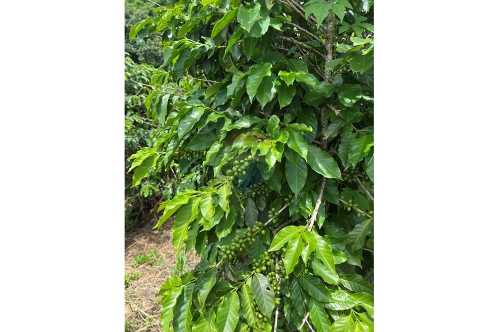 Chácara / Sítio / Fazenda - Venda - Serra Negra , São Paulo - IMG_4027.jpg - 690291056-34