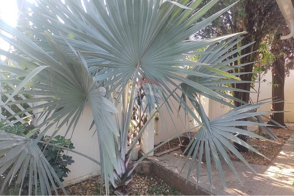 Casa - Alugar - Cosmópolis , São Paulo - IMG_20240515_094846374.jpg - 690511359-1119