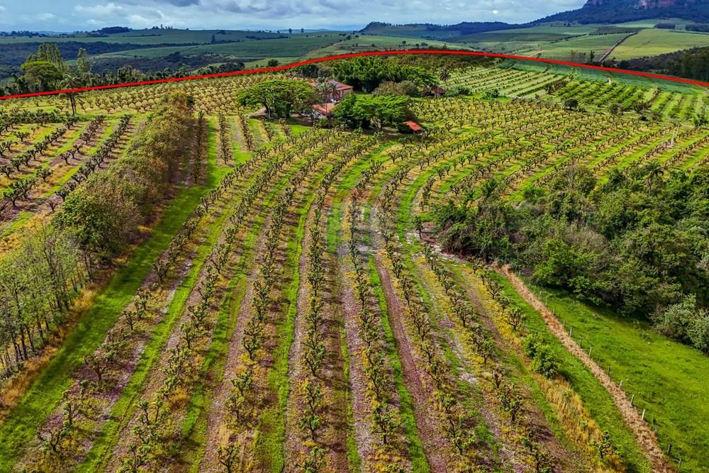 Fazenda - Venda - Analândia , São Paulo - Tratada - Drone-47.jpg - 690691016-305