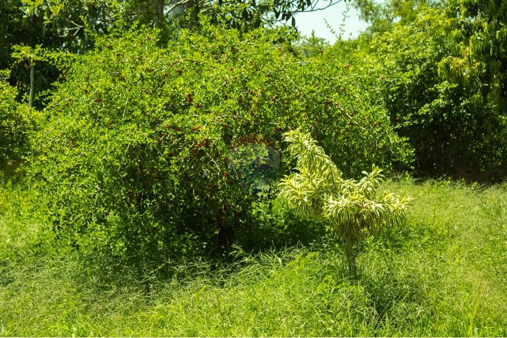 Terreno - Venda - Rio Claro , São Paulo - IMG_0264.jpg - 690811057-57