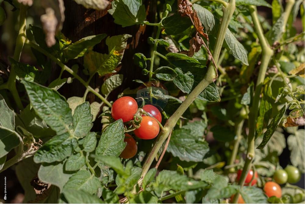Casa de Condomínio - Venda - Campinas , São Paulo - TKD-5764.jpg - Quintal - 690681118-96