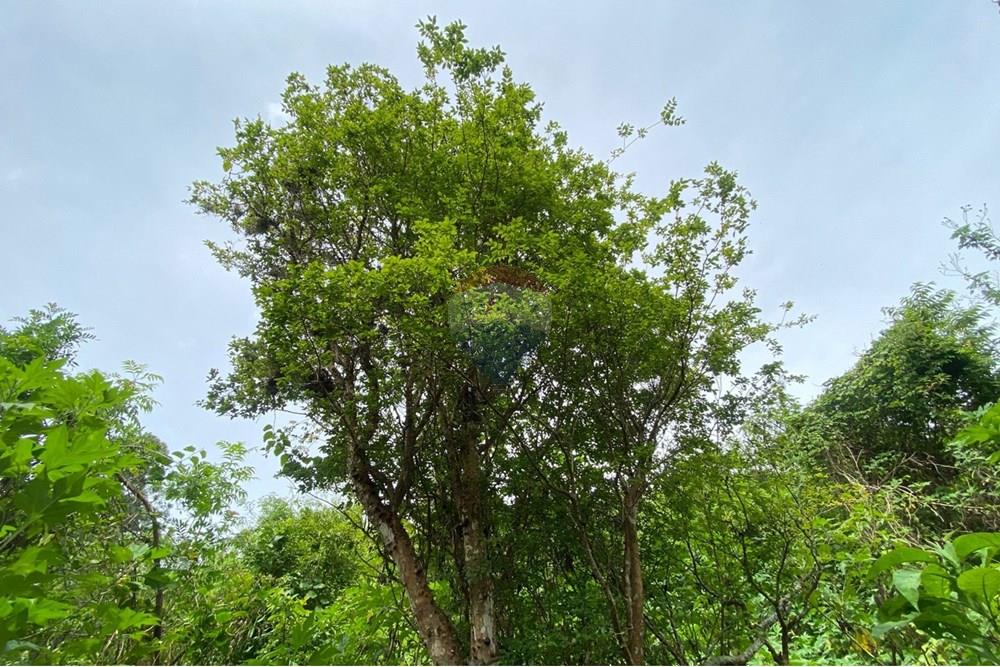 Chácara / Sítio / Fazenda - Venda - Mairiporã , São Paulo - d5a35aaf-8d0a-48d4-9978-c207afe43cc9.jpeg - 690041107-26