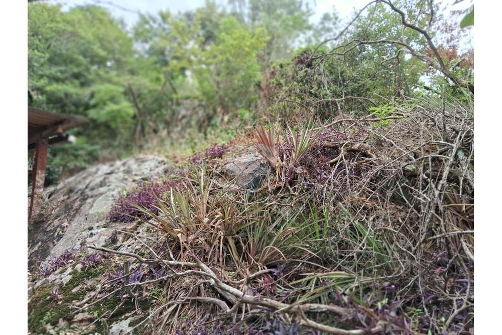 Chácara / Sítio / Fazenda - Venda - Valinhos , São Paulo - foto 15.jpg - 690851076-164