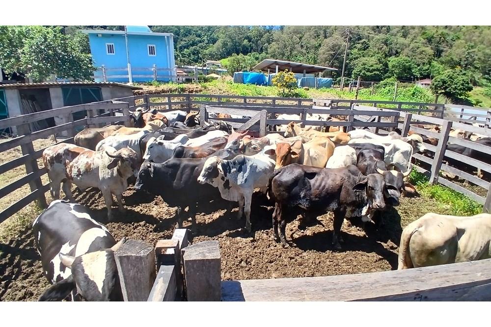 Chácara / Sítio / Fazenda - Venda - Bragança Paulista , São Paulo - 20260213_104852.jpg - 690141085-32